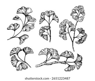 Conjunto de esboços Ginkgo biloba, desenhado à mão ilustrações vetoriais