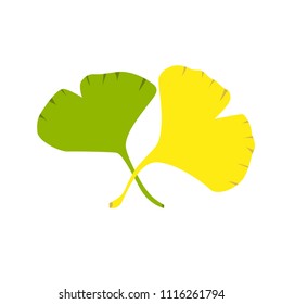Ginkgo biloba stylizes form