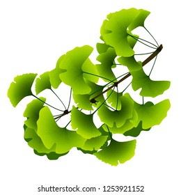 ginkgo biloba tree branch with green leaves on a white background