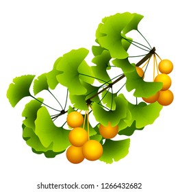 ginkgo biloba tree branch with green leaves and fruits