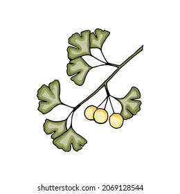 Ginkgo biloba tree branch with leaves and berries with colored fill and black outline, isolated object on white background.