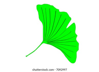 Ginkgo biloba tree green leaf vector graphics