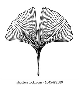 Ginkgo-Biloba-Baumblatt einzeln auf weißem Hintergrund, handgezeichnet, schwarz-weißer Vektorgrafik