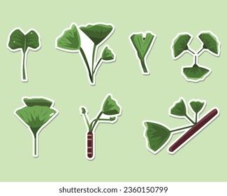 ginkgo, ginkgo biloba, ginkgo tree, ginkgo leaves, botanical