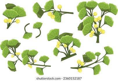 Ginkgo, Ginkgo-Biloba, Ginkgo-Baum, Ginkgo-Blätter, botanisch, bilobal, flora, frisch