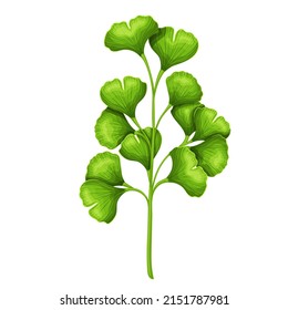 Ginkgo bilobal leaf. Tropical leaves vector illustration.