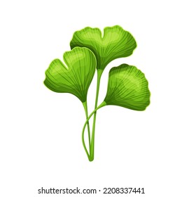 Ginkgo bilobal leaf. Tropical leaves vector illustration.