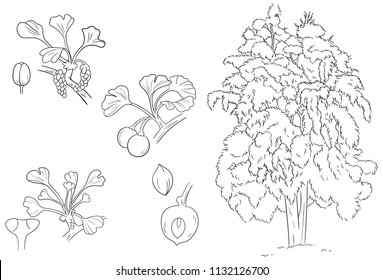 Ginkgo Flower, Fruit Leaves and Plant Vector Outline and Sketch