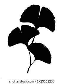 Ginkgo or Gingko Biloba branch with leaves. Nature botanical vector silhouette illustration, herbal medicine graphic in black isolated over white.