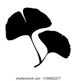 Ginkgo or Gingko Biloba branch with leaves. Nature botanical vector silhouette illustration, herbal medicine graphic in black isolated over white.