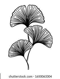 Ginkgo or Gingko Biloba branch. Nature botanical vector engraving illustration, herbal medicine graphic in black isolated over white.