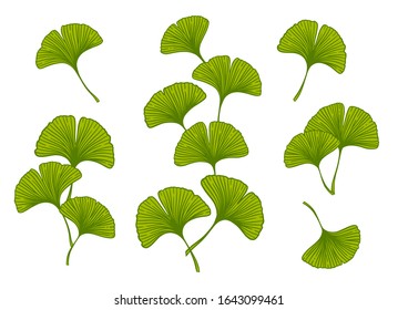 Ginkgo Or Gingko Biloba Branches And Leaves Set. Nature Botanical Vector Illustration, Herbal Medicine Graphic In Green Isolated Over White.