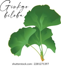Ginkgo or Gingko Biloba branches and leaves set. Nature botanical vector illustration, herbal medicine graphic in green isolated over white.