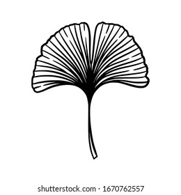 Ginkgo or Gingko Biloba leaf. Nature botanical vector engraving illustration, herbal medicine graphic in black isolated over white.