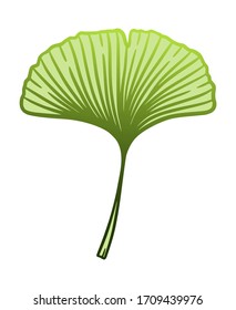 Ginkgo or Gingko Biloba leaf. Nature botanical vector illustration, herbal medicine graphic in green isolated over white.