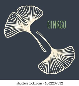 Ginkgo or Gingko Biloba leaf set. Nature botanical vector illustration, herbal medicine graphic in white isolated over dark gray.