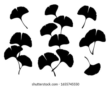 Ginkgo oder Gingko Biloba Blätter und Äste gesetzt. Naturbotanische Vektorillustration Silhouette Illustration, Kräutermedizin Grafik in Schwarz einzeln auf Weiß.