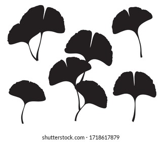 Ginkgo oder Gingko Biloba Blätter und Äste gesetzt. Natur botanische Vektorsilhouette-Illustration, Kräutermedizin-Grafik auf Schwarz einzeln auf Weiß.