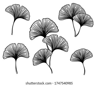 Ginkgo or Gingko Biloba leaves and branches set. Nature botanical vector engraving illustration, herbal medicine graphic in black isolated over white.