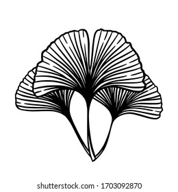 Ginkgo or Gingko Biloba leaves bunch. Nature botanical vector engraving illustration, herbal medicine graphic in black isolated over white.