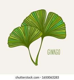 Ginkgo oder Gingko Biloba gehen. Naturbotanische Vektorillustration Illustration, Kräutermedizin-Grafik auf Grün einzeln auf Weiß.