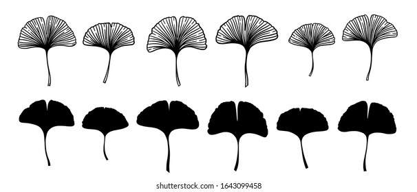 Ginkgo or Gingko Biloba leaves set. Nature botanical vector engraving and silhouette illustration, herbal medicine graphic in black isolated over white.