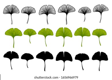 Ginkgo or Gingko Biloba leaves set. Nature botanical vector illustration, herbal medicine graphic isolated over white.