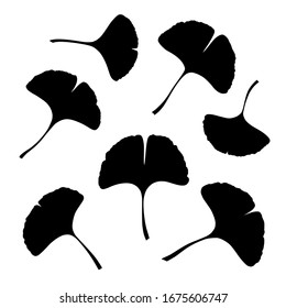 Ginkgo or Gingko Biloba leaves set. Nature botanical vector silhouette illustration, herbal medicine graphic in black isolated over white.