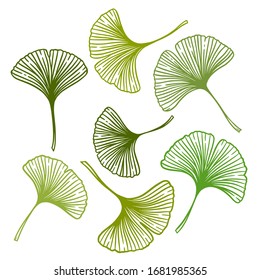 Ginkgo or Gingko Biloba leaves set. Nature botanical vector illustration, herbal medicine graphic in green isolated over white.