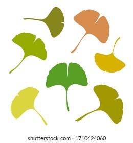 Ginkgo or Gingko Biloba leaves set. Nature botanical vector silhouette illustration, herbal medicine graphic isolated over white.