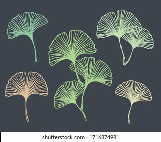 Ginkgo or Gingko Biloba leaves set. Nature botanical vector illustration, herbal medicine graphic isolated over dark gray.