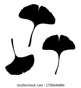 Ginkgo or Gingko Biloba leaves set. Nature botanical vector silhouette illustration, herbal medicine graphic in black isolated over white.