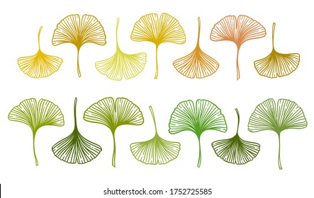 Ginkgo or Gingko Biloba leaves set. Nature botanical vector illustration, herbal medicine graphic isolated over white.