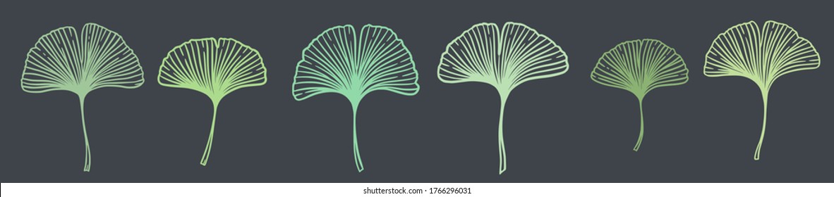 Ginkgo or Gingko Biloba leaves set. Nature botanical vector illustration, herbal medicine graphic isolated over dark gray.