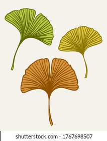 Ginkgo or Gingko Biloba leaves set. Nature botanical vector illustration, herbal medicine graphic isolated over white.