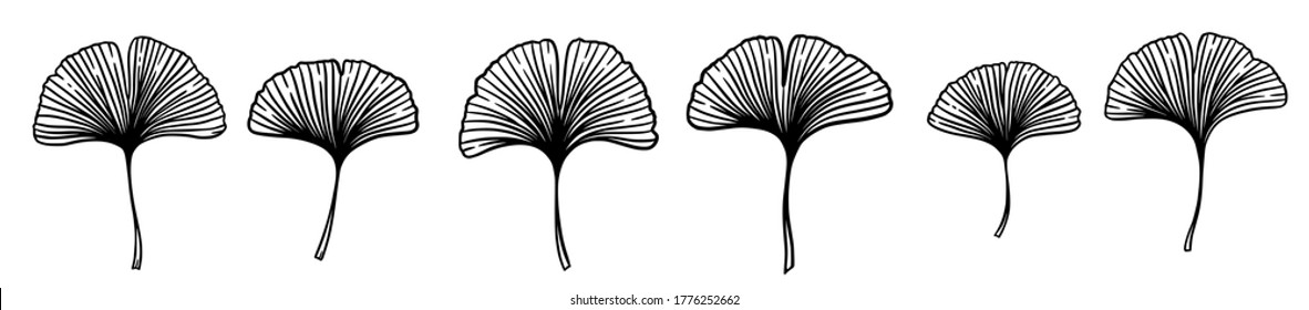 Ginkgo or Gingko Biloba leaves set. Nature botanical vector engraving illustration, herbal medicine graphic in black isolated over white.