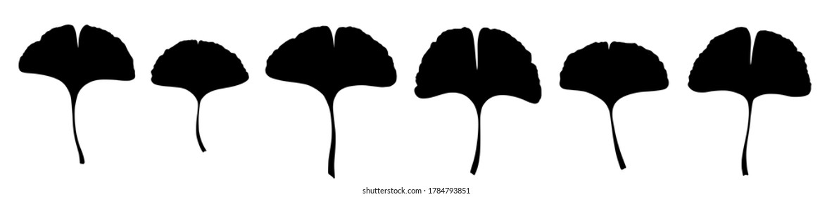 Ginkgo or Gingko Biloba leaves set. Nature botanical vector silhouette illustration, herbal medicine graphic in black isolated over white.