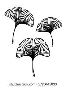 Ginkgo oder Gingko Biloba Blätter Set. Naturbotanische Vektorgrafikgrafik, Kräutermedizin-Grafik auf Schwarz einzeln auf Weiß.