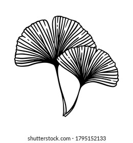 白黒のイラトス イチョウの葉 有機食品や化粧品用の 最新の線形の最小スタイルのベクター抽象的ロゴデザインテンプレート のベクター画像素材 ロイヤリティフリー