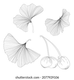 Ginkgo or Gingko Biloba line branch with leaves and berries. Nature botanical illustration, decorative graphic isolated over white.