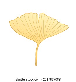 Ginkgo gold leaf. Ginkgo biloba autumn foliage. Japanese isolated vector plant sketch.