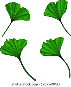 Ginkgo green leaves isolated on white. Hand drawn vector illustration. Eps10