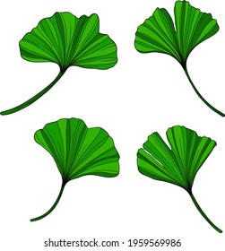 Ginkgo green leaves isolated on white. Hand drawn vector illustration. Eps10