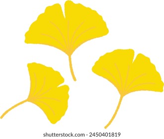 Ginkgo is a gymnosperm and deciduous tree. It is also cultivated for food, Chinese medicine, and timber.