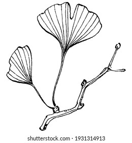 Ginkgo herbal plant by hand drawing sketch. Floral tattoo highly detailed in line art style. Black and white clip art isolated on white background. Antique vintage engraving illustration for logo