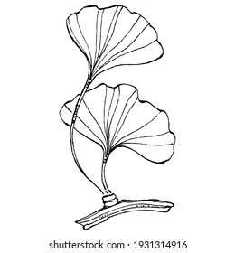 Ginkgo herbal plant by hand drawing sketch. Floral tattoo highly detailed in line art style. Black and white clip art isolated on white background. Antique vintage engraving illustration for logo