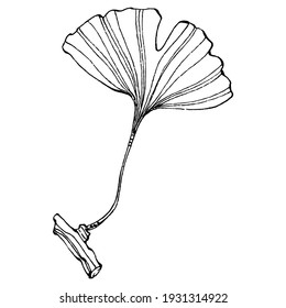 Ginkgo herbal plant by hand drawing sketch. Floral tattoo highly detailed in line art style. Black and white clip art isolated on white background. Antique vintage engraving illustration for logo