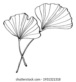 Ginkgo herbal plant by hand drawing sketch. Floral tattoo highly detailed in line art style. Black and white clip art isolated on white background. Antique vintage engraving illustration for logo