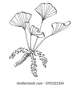 Ginkgo herbal plant by hand drawing sketch. Floral tattoo highly detailed in line art style. Black and white clip art isolated on white background. Antique vintage engraving illustration for logo