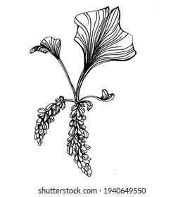 Ginkgo herbal plant by hand drawing sketch. Floral tattoo highly detailed in line art style. Black and white clip art isolated on white background. Antique vintage engraving illustration for logo